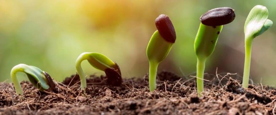 Lunch & Learn: Fall Seed Starting — August 25, 2026 – Lunch & Learn Admission