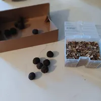Lunch & Learn: Native Seeds — October 13, 2026 – Image 1