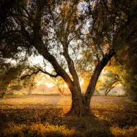 Root and Rise – Image 1