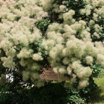 Cotinus coggygria "Young Lady" parastais parūkkoks – Image 1