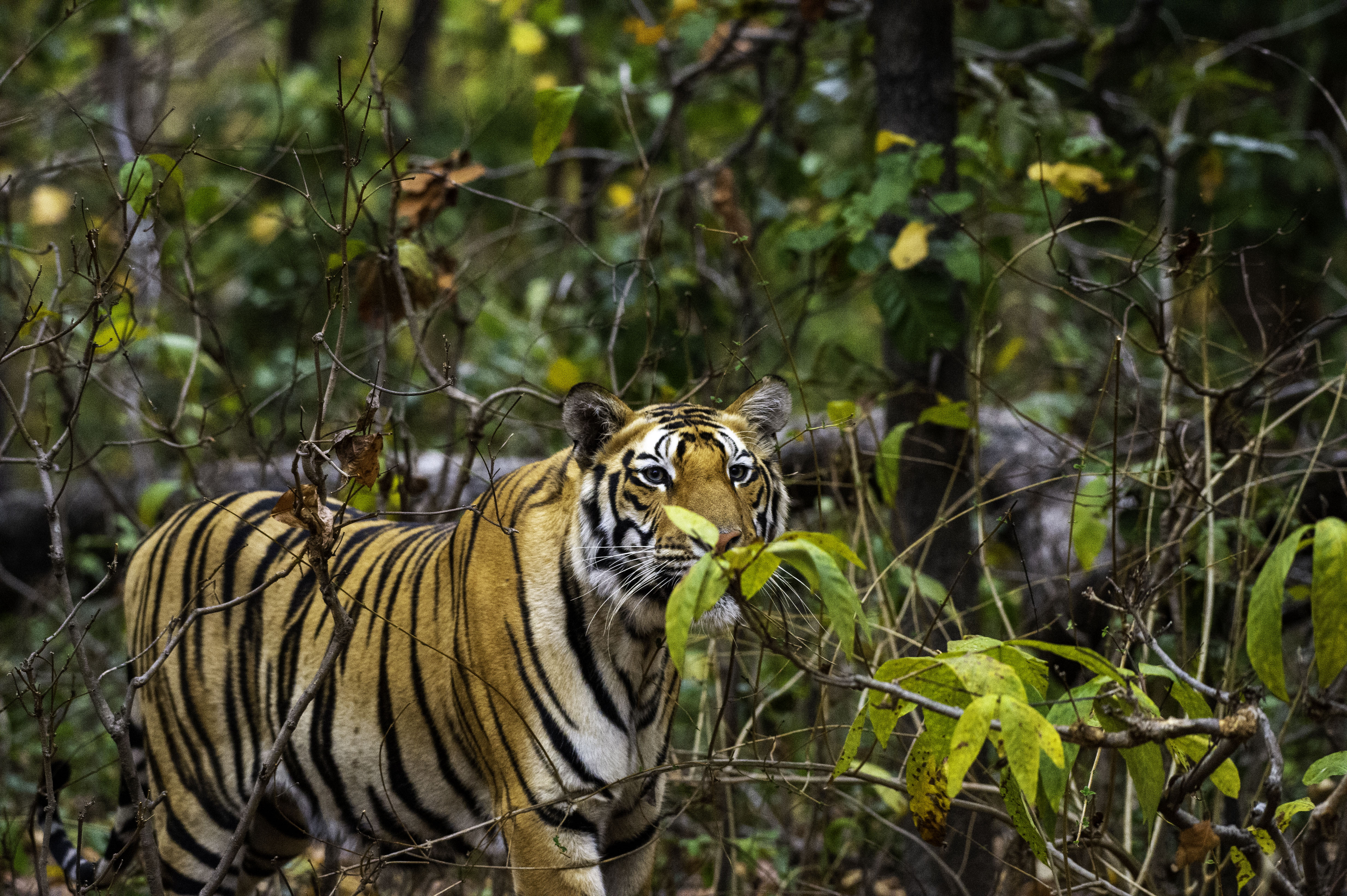 MP Tiger Circuit Tour (Kids below 5 are FREE) – Image 1