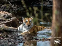 Pench – Tadoba(Rudyard Kipling’s the Jungle Book)(Kids below 5 are FREE) – Image 1