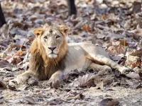 Gir Velavadar LRK Tour (Kids below 5 are FREE) – Image 1