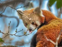 Red Panda & Beyond (Adults & Youth) – Image 1