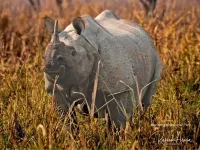Kaziranga – The Land of Rhinos (Adults & Youth) – Image 1