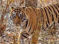 Jhalana – Ranthambore (Adults & Youth) – Image 1