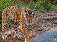 Royal Rajasthan Safari – Image 3