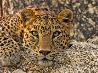 Royal Rajasthan Safari – Image 2