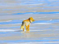 3 Big Cats – Image 3