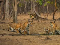 Central India Grand Tiger Safari – Image 3