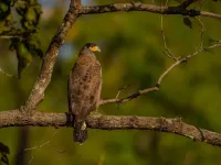 Central India Grand Tiger Safari – Image 2