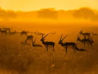 Desert Dunes & Lions Expedition – Image 3