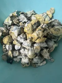 Smurf Berry – Ultra-Potent Psilocybin Mushrooms – Image 1
