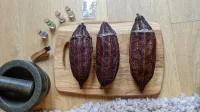 Cacao pod Rattles – Image 1
