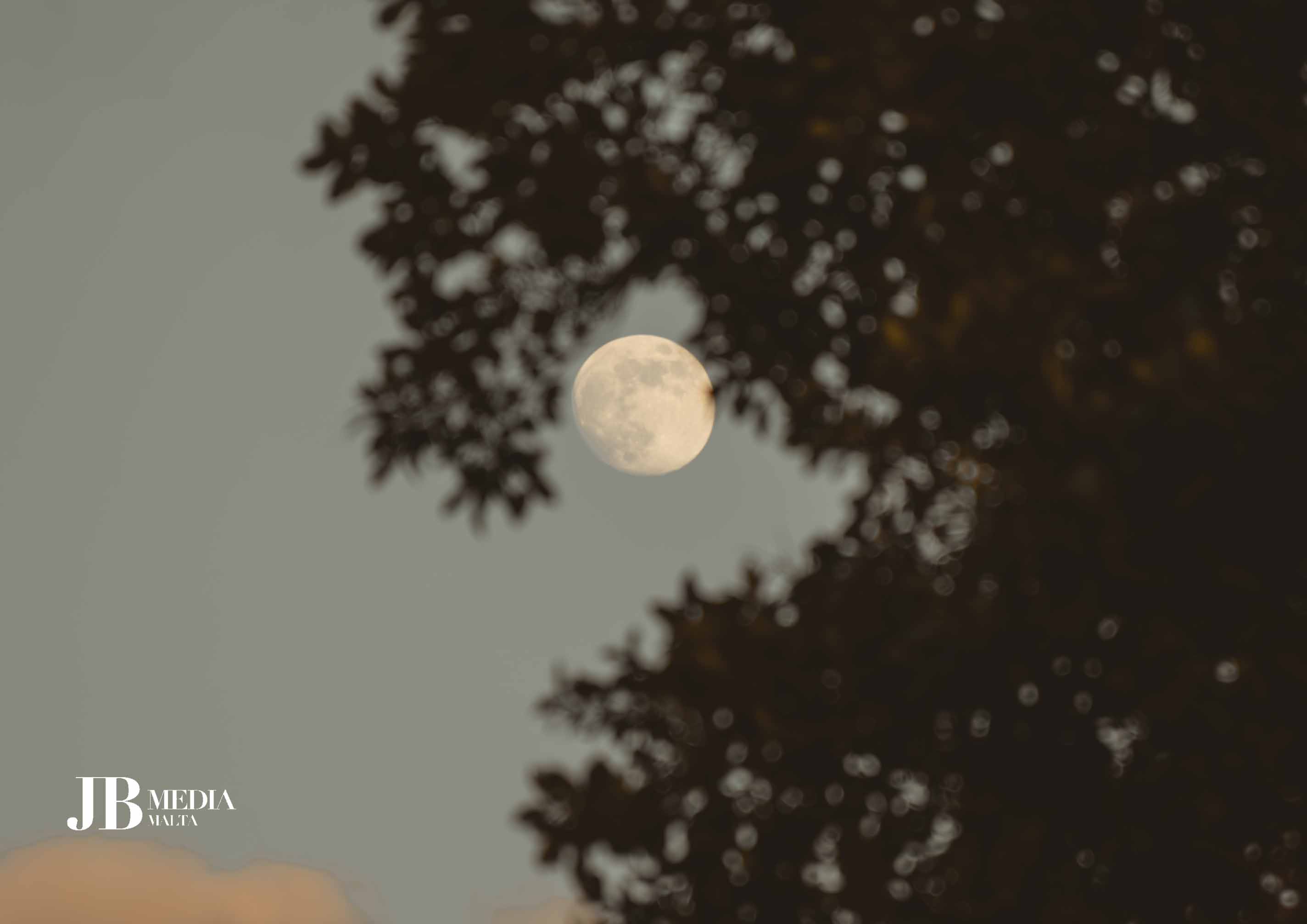 Silvan Moonlight – Image 1