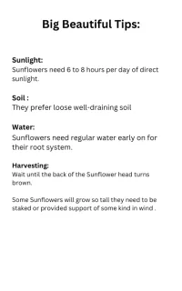 Shine On Me - Sunflower  – Image 2