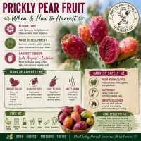 Prickly Pair Cacti – Image 2