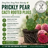 Prickly Pair Cacti – Image 1