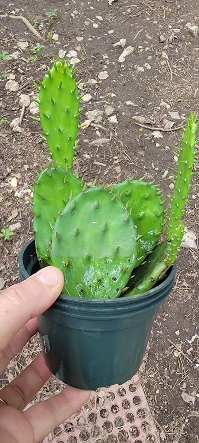 Prickly Pair Cacti – Less than year