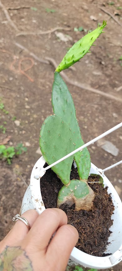 Prickly Pair Cacti – 1 year plus 