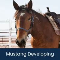 Mustang 2.Developing – Mustang-D Equitation on the Flat (Novice W/T), Junior, 8" Flat Ribbon