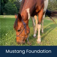 Mustang 1.Foundation – Mustang-F Western Dressage Intro Level 1, Adult (18+), 8" Flat Ribbon