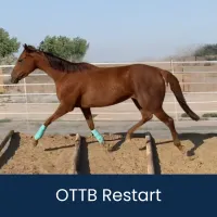 OTTB 1.Restart – OTTB-R Showmanship In Hand, Adult (18+), 8" Flat Ribbon