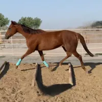OTTB 1.Restart – Image 1