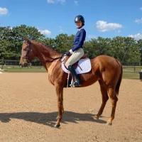 OTTB 2.Green Horse – Image 1