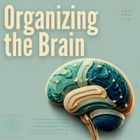 Organizing the Brain – Image 1