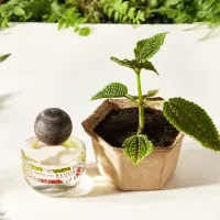 You Bloom Evergreen – Image 4