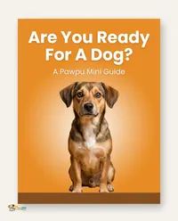 Are You Ready For A Dog? – Image 1
