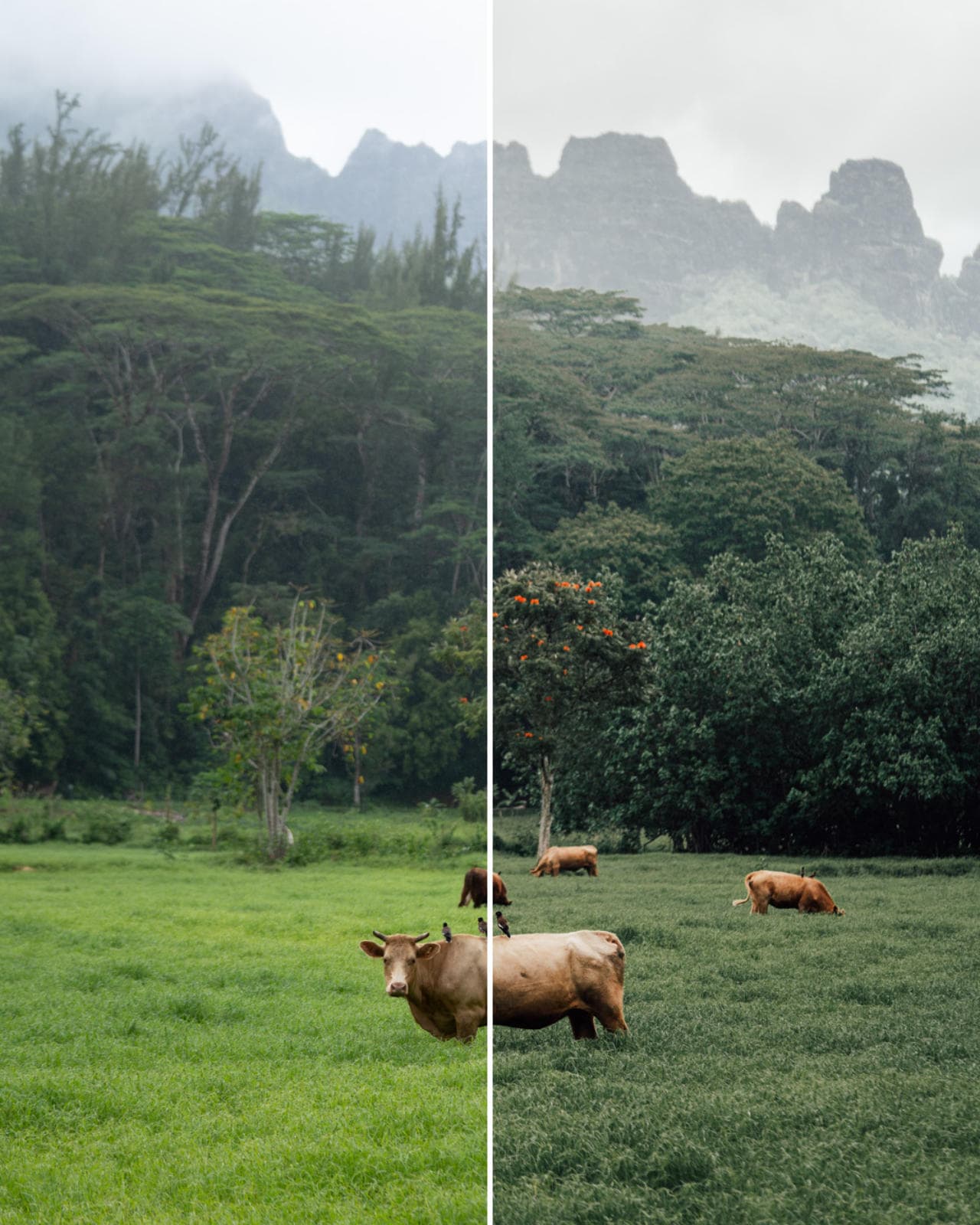 Collection Master II de Presets Lightroom: 30 presets – Image 19