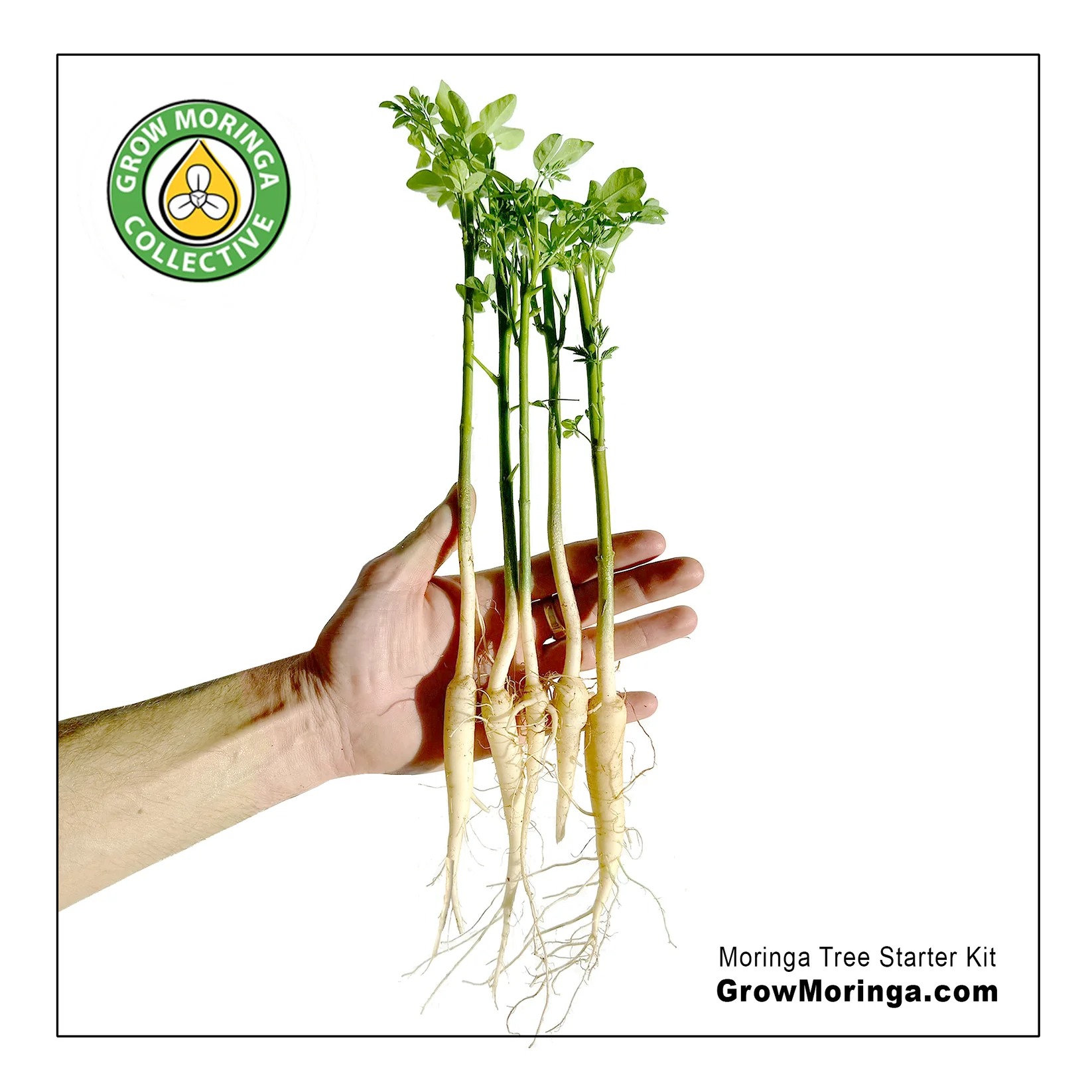 Bulk - USA Moringa Trees Bare Root PKM1 – 1 ct