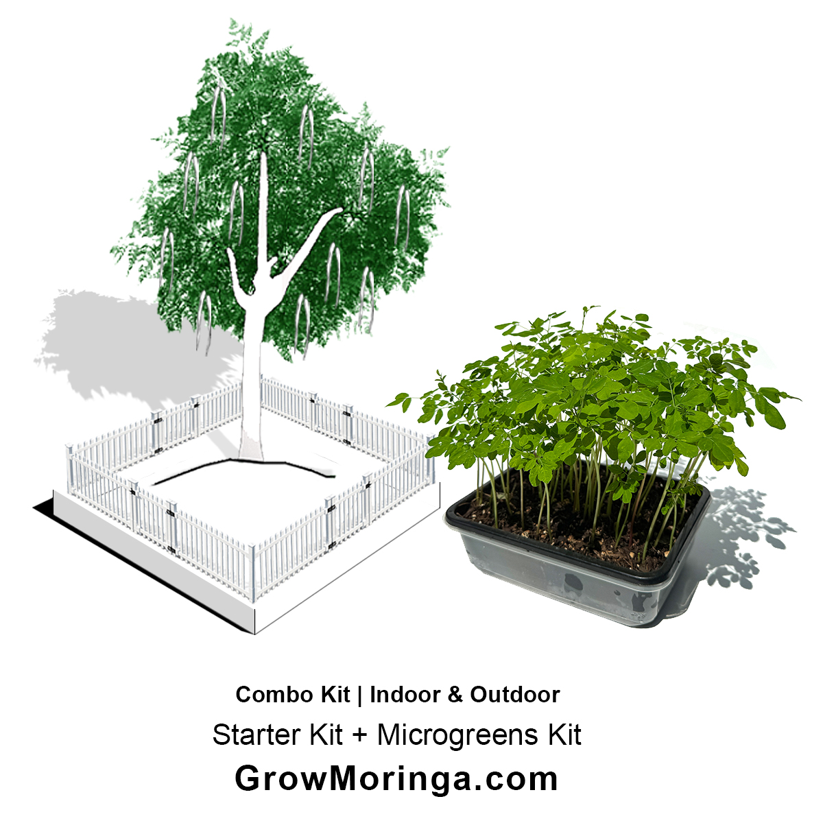 Moringa Combo Kit – Image 1