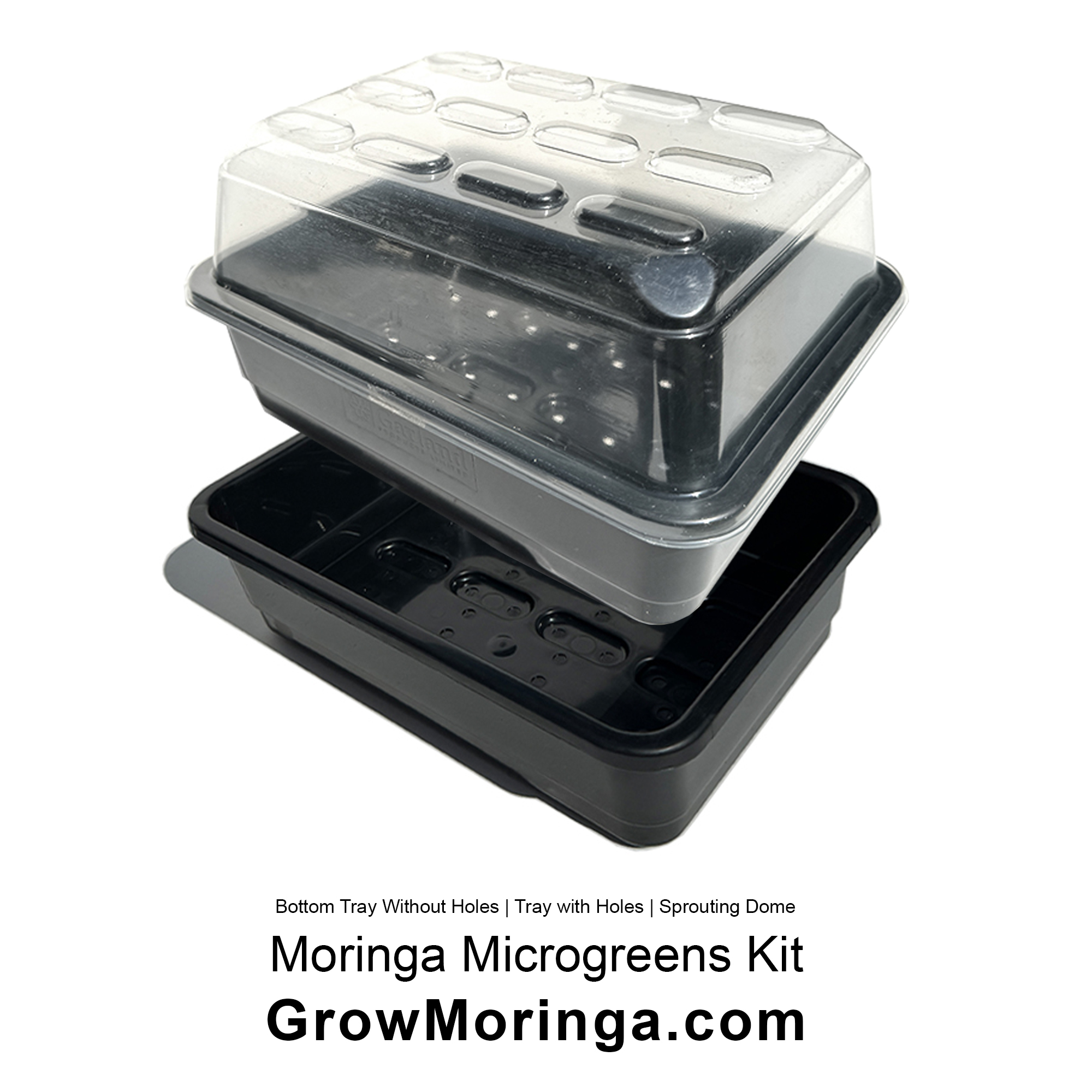 Moringa Microgreens Kit – Image 4