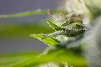 12 cannabinoid HPLC - 10 Test Pack – Image 1