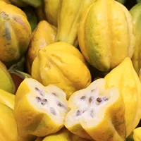 PAPAYUELA – Image 2