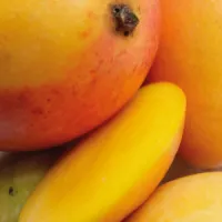 MANGO – Image 2