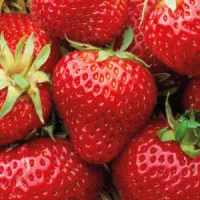 FRESA – Image 2