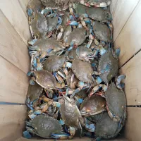Blue Crabs — 10 LB Box (Fresh, Wild Caught) – Image 1