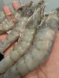 Shrimp — 13/15 Count, Head-On Jumbo – Image 1