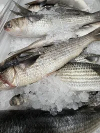 Fresh Local Fish — Mullet, Catfish & Tilapia – Image 1