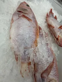 Fresh Local Fish — Mullet, Catfish & Tilapia – Image 2