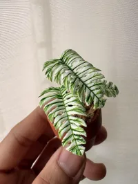 Monstera Devil Monster – Image 2