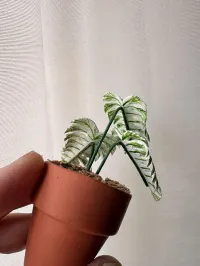 Monstera Devil Monster – Image 3