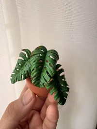 Monstera Deliciosa  – Image 3