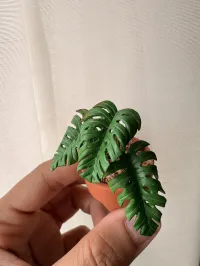 Monstera Deliciosa  – Image 1