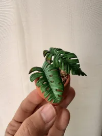 Monstera Deliciosa  – Image 2