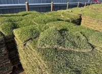 Bermuda (500 sq. ft.) – Image 1